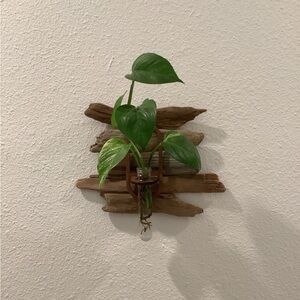 Driftwood Art , Driftwood Hanging Plant Propagation Station, Coastal Art